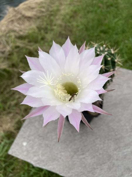 Echinopsis oxygona